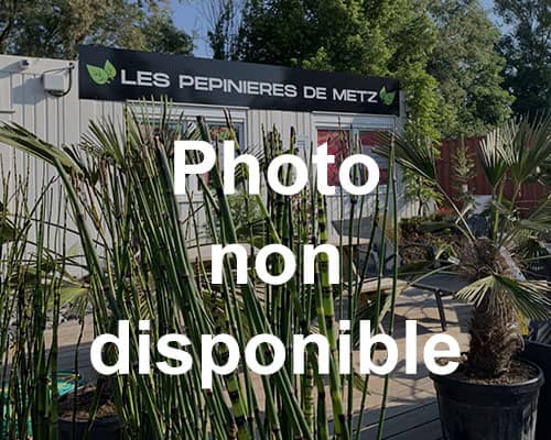 Photo indisponible AGRAFES GALVANISEES - BOITE DE 200 U