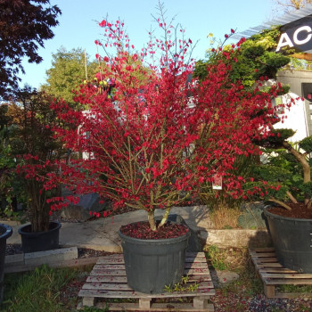 EUONYMUS ALATUS - IT 1.75 à 2 m CT 150 litres 