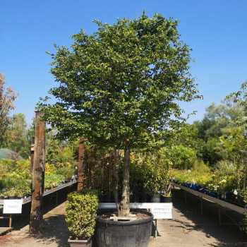 Carpinus betulus  En rideau 40 