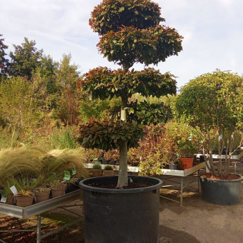 FAGUS SYL.'ATROPUNICEA' - PAZ 2.5 à 3 m CT 500 litres en bonsai 