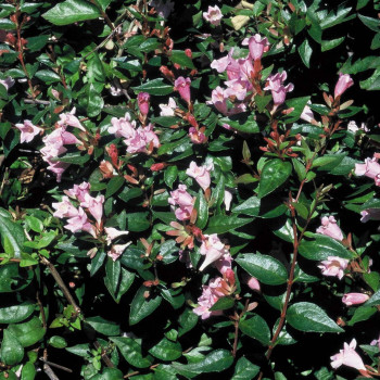 Abelia 'Edward Goucher' 0.50 à 0.60 m CT 10 litres 