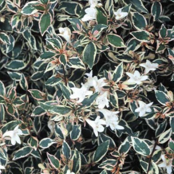 Abelia grand. 'Confetti'® (= 'conti'®)