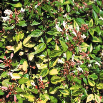 Abelia grand. 'Francis Mason' (= 'variegata') 0.25 à 0.30 m Cont. 