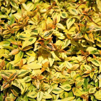 Abelia grand. 'Kaleidoscope'® 0.25 à 0.30 m Cont. 