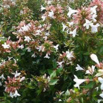 Abelia grand. 'Prostrata' 0.40 à 0.50 m CT 10 litres 