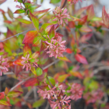 Abelia grand. 'Sparkling Silver'