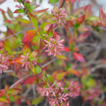 Abelia grand. 'Sparkling Silver' 0.25 à 0.30 m Cont. 