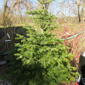 Abies nordmanniana 0.20 à 0.30 m Racine nue 