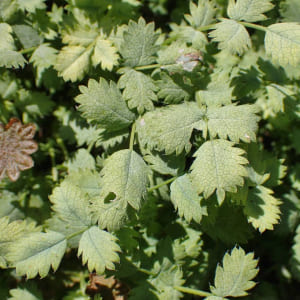 Acaena buchananii  Pot 9 