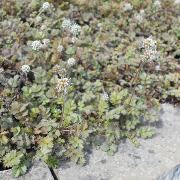 Acaena microphylla  Pot 9 