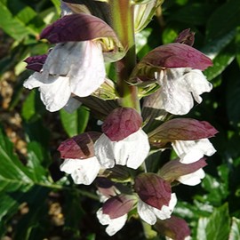 Acanthus hung. 'White Lips'  Pot 9 