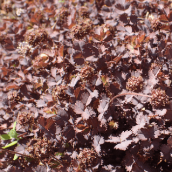 Acaena inermis 'Purpurea'  Pot 9 