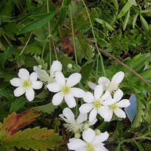 Acaena magellanica (= glaucophylla)  Pot 9 