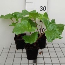 Acanthus mol. 'Hollard's Gold'  Pot 9 