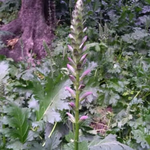 Acanthus hungaricus  Pot 9 