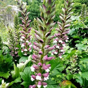 Acanthus mollis  CT 2 litres 