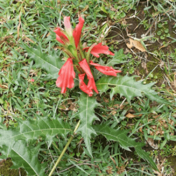 Acanthus sennii