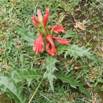 Acanthus sennii  Pot 9 