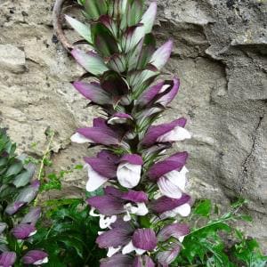 Acanthus spinosus  Pot 9 