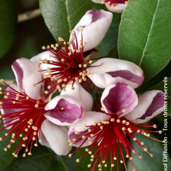 Acca sellowiana (= feijoa sellowiana) 0.60 à 0.80 m CT 10 litres 