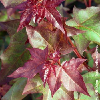 Acer capp. 'Rubrum'
