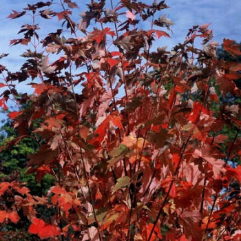 Acer freem. 'Autumn Blaze' ( 'jeffersred') Tige 10/12 Cont. 