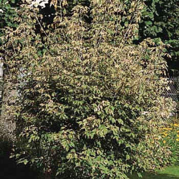 Acer neg. 'Variegatum' (= 'argenteovar.') Tige 6/8 Racine nue 