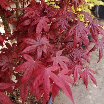 Acer palm. 'Atropurpureum' 0.70 à 0.80 m CT 10 litres 