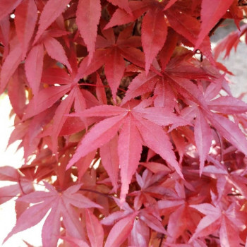 Acer palm. 'Fireglow' 1.25 à 1.5 m CT 70 litres 