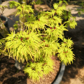 Acer palm. 'Seiryu' 1.5 à 1.75 m CT 30 LITRES 