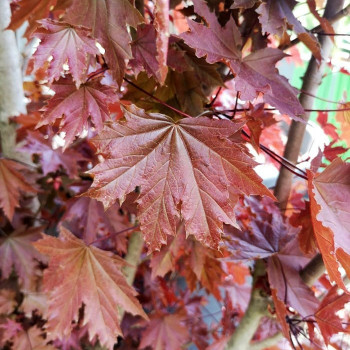 Acer plat. 'Crimson Sentry' Tige 10/12 Cont. 