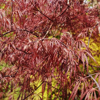 Acer palm. 'Tamukeyama' 1.5 à 1.75 m CT 30 litres 