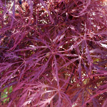 Acer palm. 'Garnet' (= 'dissect. garnet') 0.40 à 0.50 m Cont. 