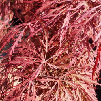 Acer palm. 'Inaba Shidare' 0.40 à 0.50 m Cont. 