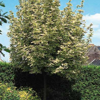 Acer plat. 'Drummondii' Tige 6/8 CT 15 litres 