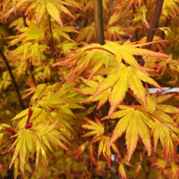 Acer palm. 'Orange Dream' 0.50 à 0.60 m Cont. 