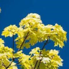 Acer plat. 'Princeton Gold' Tige 10/12 Cont. 