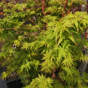 Acer palm. 'Sangokaku' (= 'senkaki') 0.50 à 0.60 m Cont. 