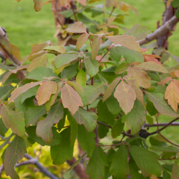 Acer griseum 0.60 à 0.80 m Cont. 