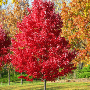 Acer rubr. 'October Glory' Tige 12/14 Cont. 