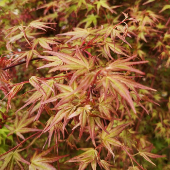 Acer palmatum 0.50 à 0.60 m Cont. 