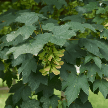 Acer platanoides 2 à 2.5 m Racine nue 