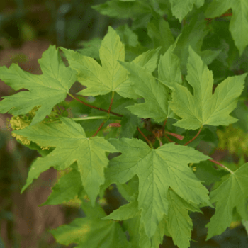 Acer pseudoplatanus Tige 14/16 Motte grillagée 