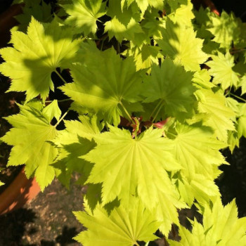 Acer shir. 'Aureum' (jap. 'aureum') 0.25 à 0.30 m Cont. 