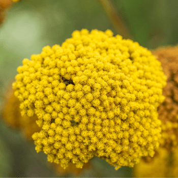 Achillea filip. 'Parker's Variety'  Pot 9 
