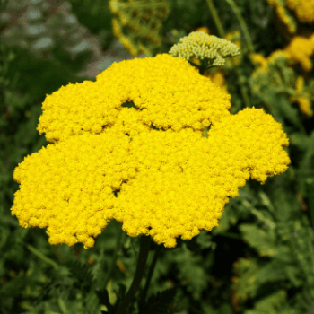 Achillea hybr. 'Coronation Gold'  Pot 9 