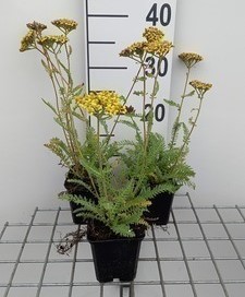 Achillea hybr. 'Little Moonshine'  Pot 9 