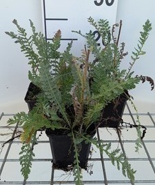 Achillea hybr. 'Alabaster'  Pot 9 