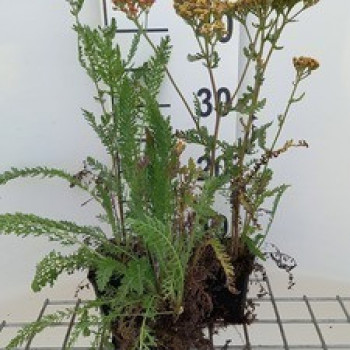 Achillea hybr. 'Feuerland'  Pot 9 