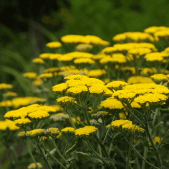 Achillea hybr. 'Moonshine'  Pot 9 